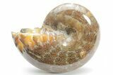 Polished Agatized Ammonite (Phylloceras?) Fossil - Madagascar #220383-1